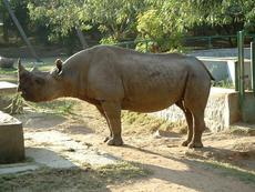 Rhino
