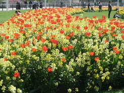 devant Buckingham Palace