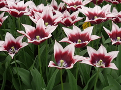 Couleurs invraisemblables au Keukenhof