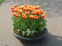 Je veux bien le mme pot chez moi
