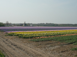 Champ de fleurs hollandais