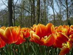 Tulipes au Keukenhof