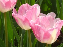 Tulipes en gros plan