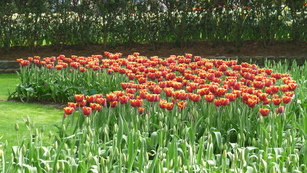 Un tapis de rouge