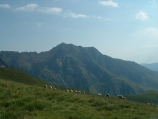 Moutons