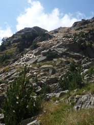 Le retour des moutons