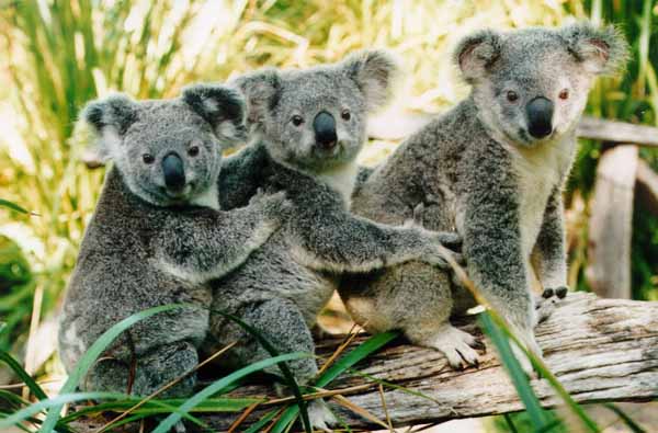 petit jeu : lequel de ces
	      deux koalas porte un sac à dos koala?