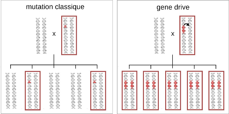 propagation-gene-drive