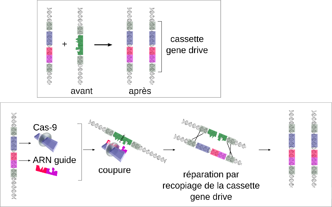 mechanisme-moleculaire-gene-drive
