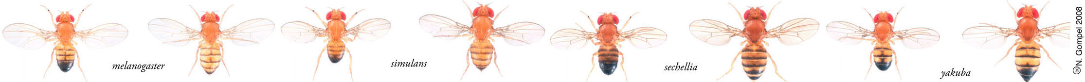 pictures of adult Drosophila flies