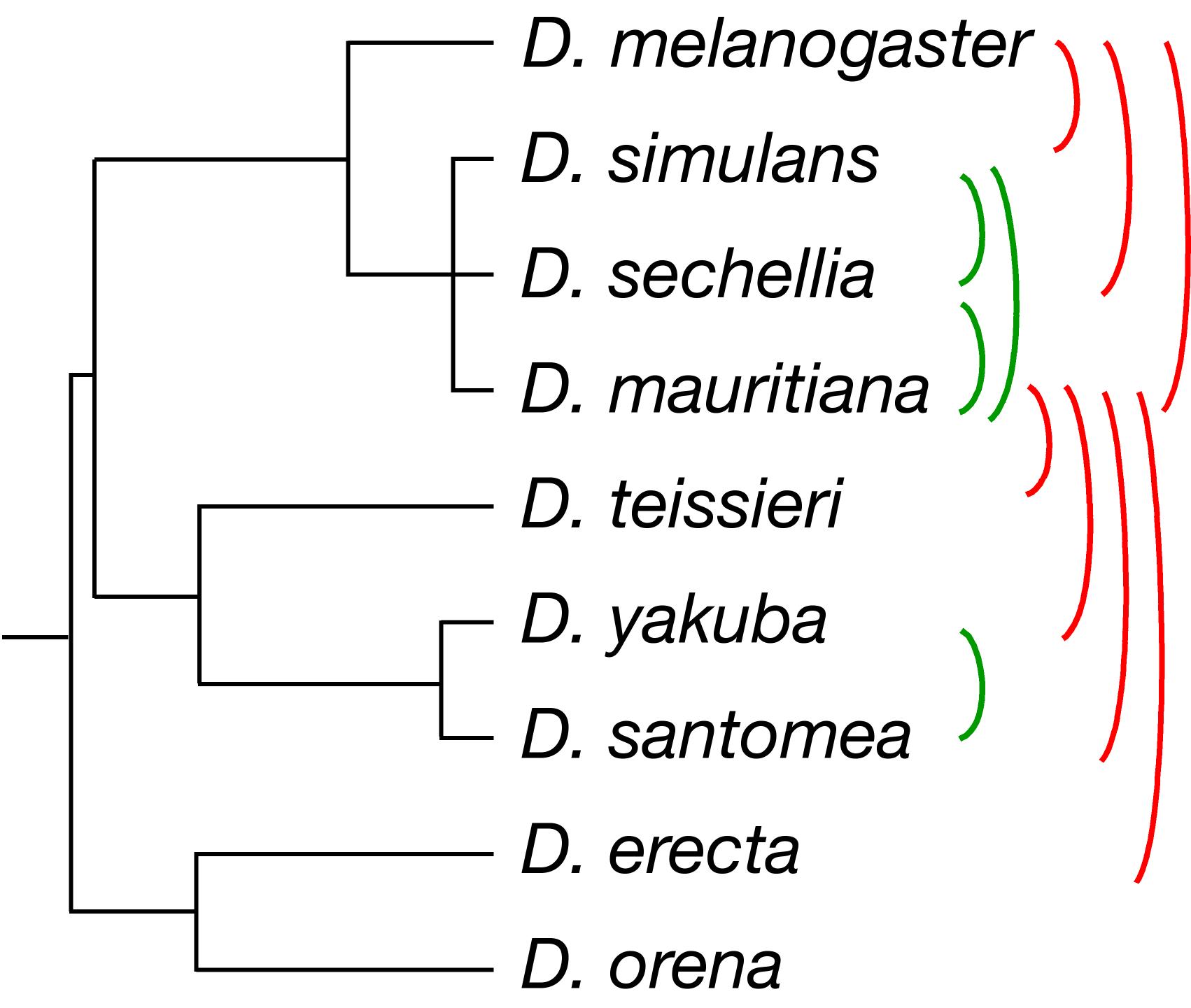 phylogeny