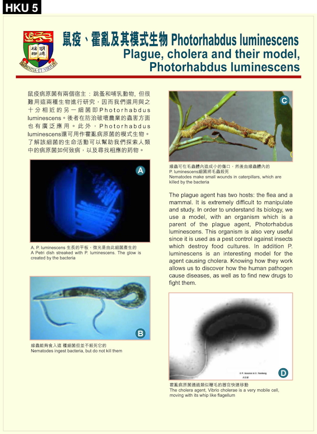 Plague, cholera, and Photorhabdus luminescens