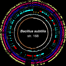subtilis genome