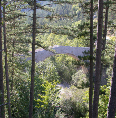 bridge in a preserved forest
