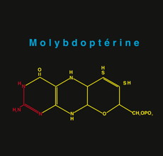 molybdopterine