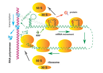 le Ribosome chez les Procaryotes (structure et schéma)