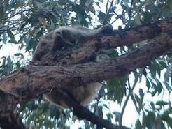 Bb koala